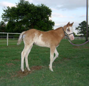 2004Homer6-20-043apha.JPG