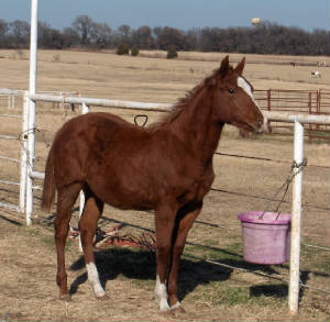 2007Lizzy2008-01-20001clone.jpg